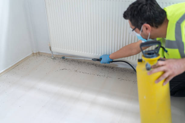 Wasp Removal Services in Lebanon, NH