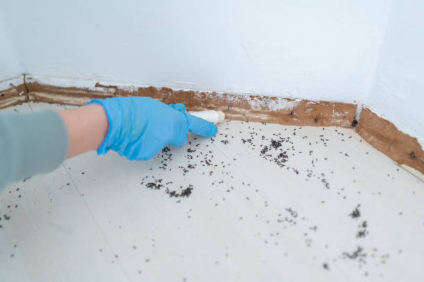 Trusted Lebanon, NH Pest Control Experts